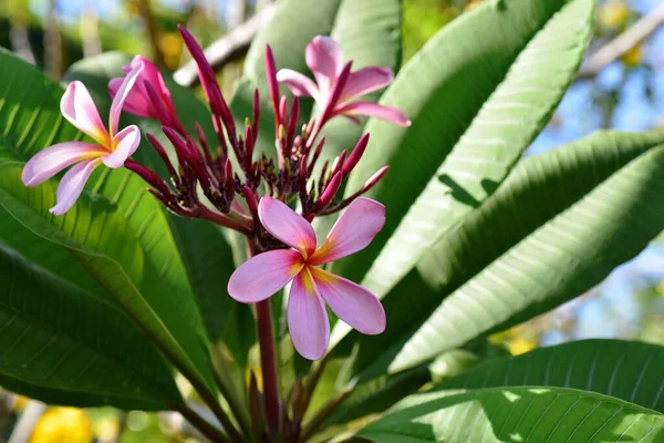 Flores Coloridas Jardim Verde — Fotografia de Stock