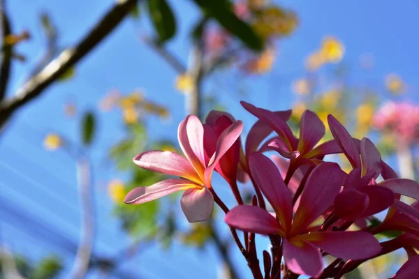 Fleurs Colorées Dans Jardin Vert — Photo