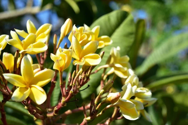 緑豊かな庭園に色とりどりの花 — ストック写真