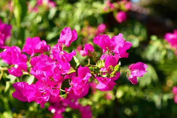 Barevné Květiny Zelené Zahradě — Stock fotografie