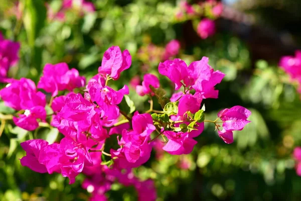 Flores Coloridas Jardín Verde —  Fotos de Stock