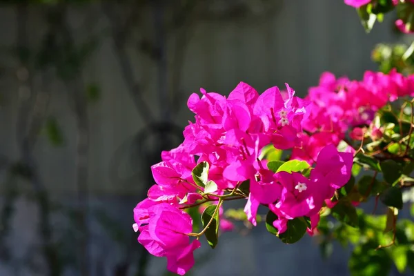 Fleurs Colorées Dans Jardin Vert — Photo