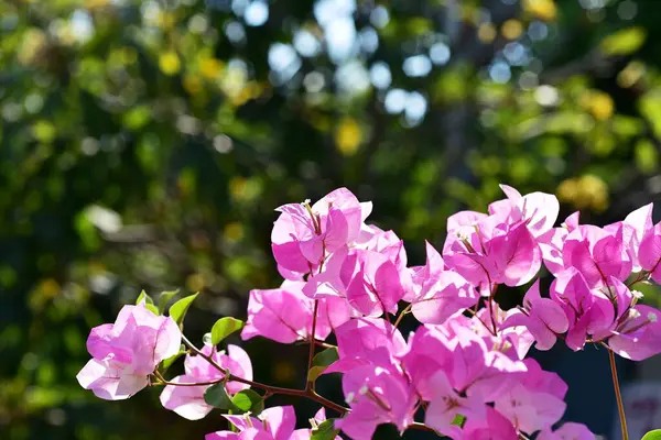 Barevné Květiny Zelené Zahradě — Stock fotografie