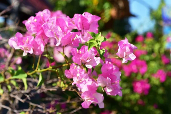 Färgglada Blommor Gröna Trädgård — Stockfoto