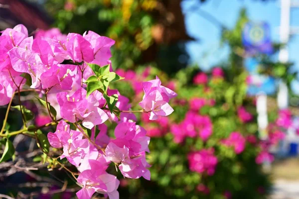 Fleurs Colorées Dans Jardin Vert — Photo