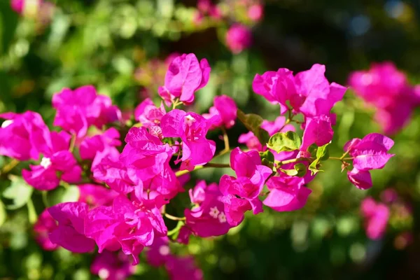 Yeşil Bahçesinde Renkli Çiçekler — Stok fotoğraf