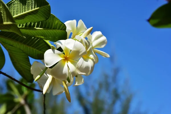 Hermosas Flores Jardín Floreciendo Verano Jardín Formal Paisajeado — Foto de Stock