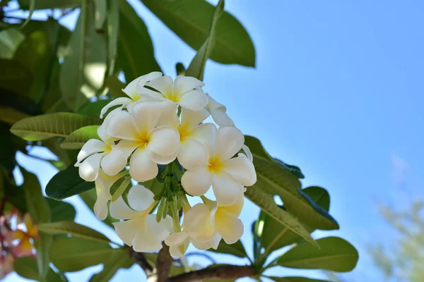 Belles Fleurs Dans Jardin Floraison Été Paysager Jardin Formel — Photo