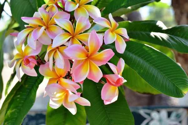 Kauniita Kukkia Puutarhassa Kukinta Kesällä Maisemoitu Formal Garden — kuvapankkivalokuva