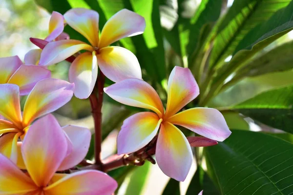 Bahçede Güzel Çiçekler Yaz Aylarında Blooming Peyzajlı Resmi Bahçe — Stok fotoğraf