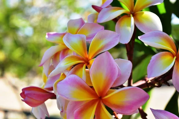 Hermosas Flores Jardín Floreciendo Verano Jardín Formal Paisajeado — Foto de Stock