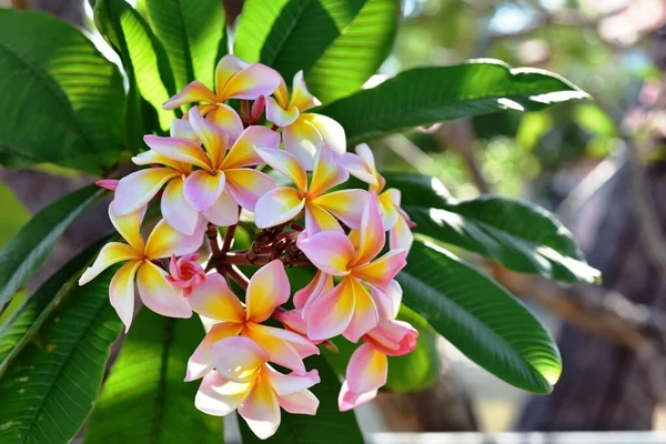 美丽的花朵在花园中绽放在夏天 园林绿化的正式花园 — 图库照片