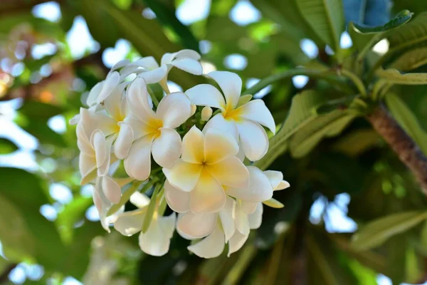 Hermosas Flores Jardín Floreciendo Verano Jardín Formal Paisajeado —  Fotos de Stock