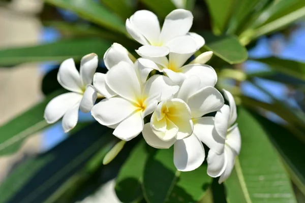 Hermosas Flores Jardín Floreciendo Verano Jardín Formal Paisajeado —  Fotos de Stock