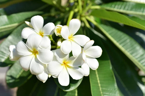 Belles Fleurs Dans Jardin Floraison Été Paysager Jardin Formel — Photo