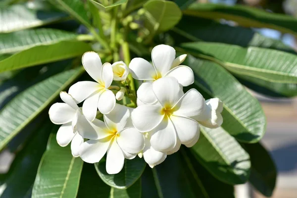 Hermosas Flores Jardín Floreciendo Verano Jardín Formal Paisajeado — Foto de Stock