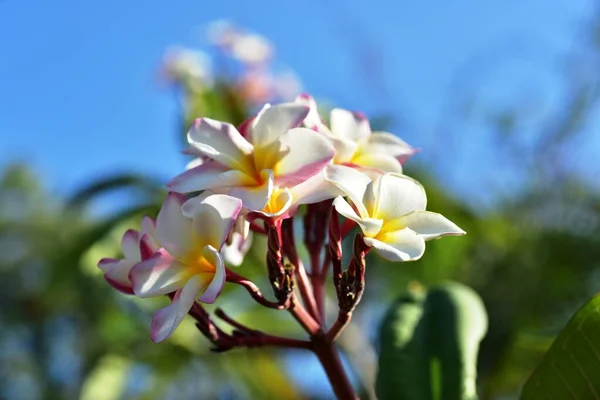 Hermosas Flores Jardín Floreciendo Verano Jardín Formal Paisajeado — Foto de Stock