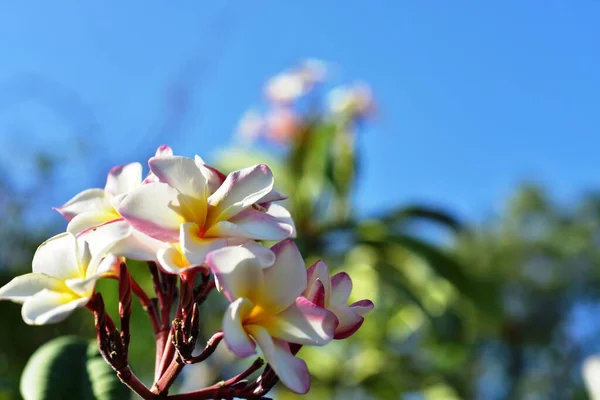 Belles Fleurs Dans Jardin Floraison Été Paysager Jardin Formel — Photo