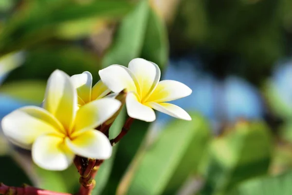 Bahçede Güzel Çiçekler Yaz Aylarında Blooming Peyzajlı Resmi Bahçe — Stok fotoğraf