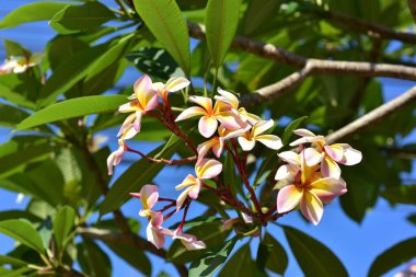Bahçede güzel çiçekler yaz aylarında Blooming. Peyzajlı resmi Bahçe.