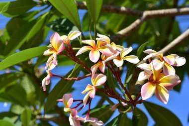 Bahçede güzel çiçekler yaz aylarında Blooming. Peyzajlı resmi Bahçe.