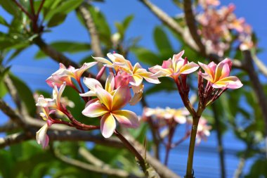 Bahçede güzel çiçekler yaz aylarında Blooming. Peyzajlı resmi Bahçe.