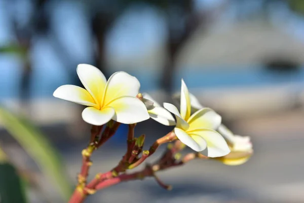 Gyönyörű Virágok Kertben Virágzó Nyár Parkosított Kert — Stock Fotó