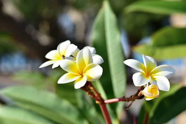 美丽的花朵在花园中绽放在夏天 园林绿化的正式花园 — 图库照片