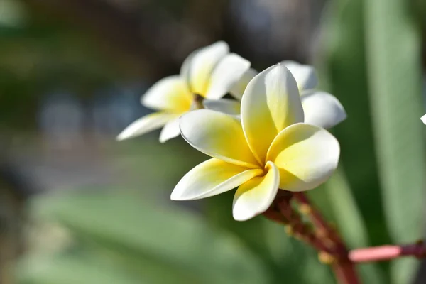 美丽的花朵在花园中绽放在夏天 园林绿化的正式花园 — 图库照片