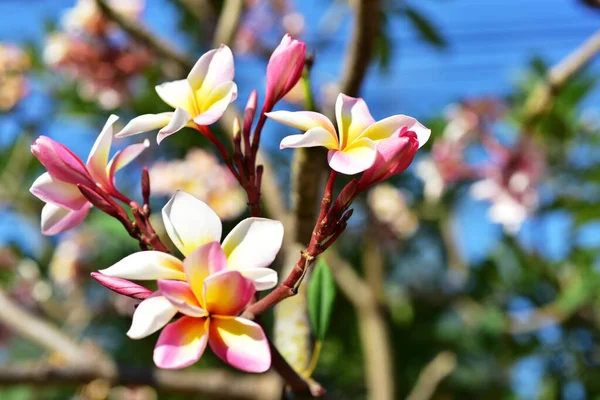 ดอกไม สวยงามในสวน ดอกไม ในฤด — ภาพถ่ายสต็อก