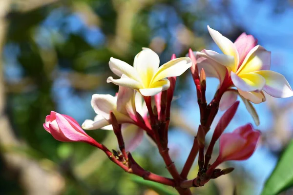 Hermosas Flores Jardín Floreciendo Verano Jardín Formal Paisajeado — Foto de Stock