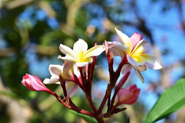 Hermosas Flores Jardín Floreciendo Verano Jardín Formal Paisajeado — Foto de Stock