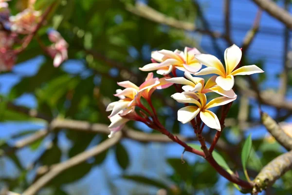 美丽的花朵在花园中绽放在夏天 园林绿化的正式花园 — 图库照片