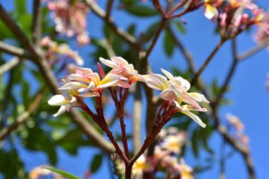 Yeşil bahçesinde renkli çiçekler
