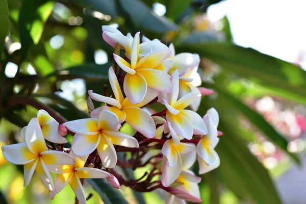 Fleurs Colorées Dans Jardin Vert — Photo