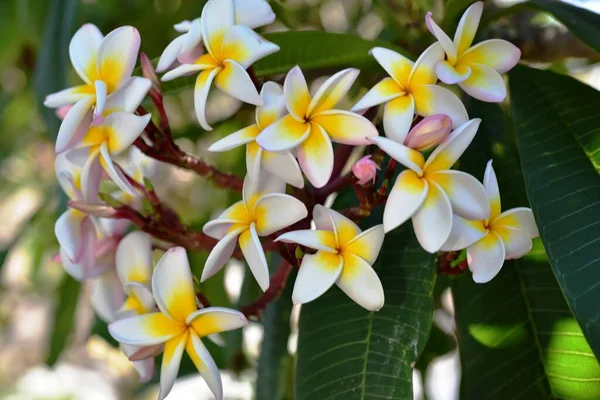 Fleurs Colorées Dans Jardin Vert — Photo