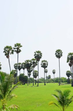 Güneşli bir günde yeşil parkta palmiye ağaçları