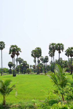 Güneşli bir günde yeşil parkta palmiye ağaçları