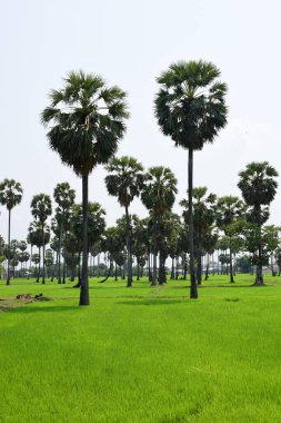 Güneşli bir günde yeşil parkta palmiye ağaçları