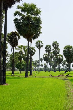 Güneşli bir günde yeşil parkta palmiye ağaçları