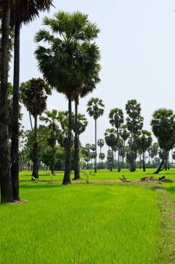 Güneşli bir günde yeşil parkta palmiye ağaçları