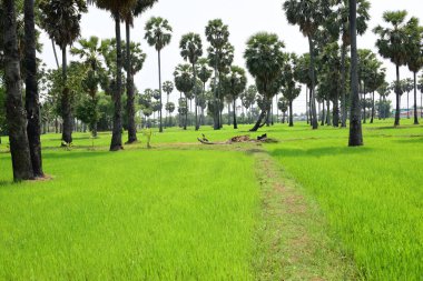 Hurma ağaçları ve yeşil pirinç tarlaları. Mavi arkaplan, palmiye ağaçları veya palmiye ağaçları...