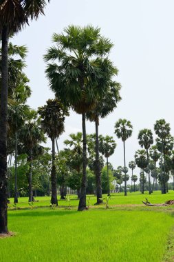Hurma ağaçları ve yeşil pirinç tarlaları. Mavi arkaplan, palmiye ağaçları veya palmiye ağaçları...