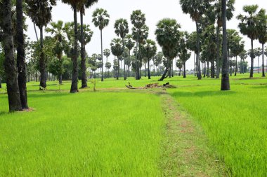 Hurma ağaçları ve yeşil pirinç tarlaları. Mavi arkaplan, palmiye ağaçları veya palmiye ağaçları...