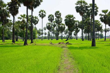 Güneşli bir günde yeşil parkta palmiye ağaçları