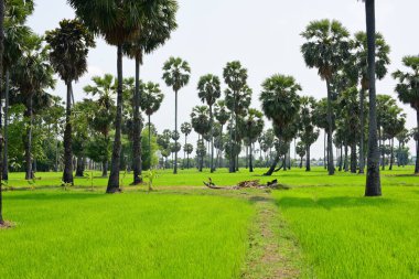 Hurma ağaçları ve yeşil pirinç tarlaları. Mavi arkaplan, palmiye ağaçları veya palmiye ağaçları...