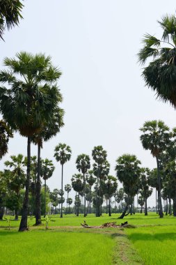 Güneşli bir günde yeşil parkta palmiye ağaçları
