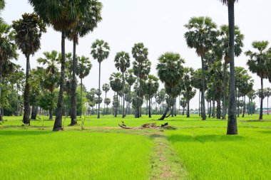 Hurma ağaçları ve yeşil pirinç tarlaları. Mavi arkaplan, palmiye ağaçları veya palmiye ağaçları...