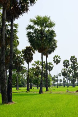 Güneşli bir günde yeşil parkta palmiye ağaçları