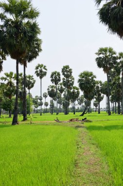 Hurma ağaçları ve yeşil pirinç tarlaları. Mavi arkaplan, palmiye ağaçları veya palmiye ağaçları...